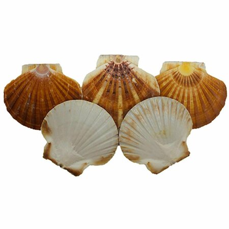 WALL-TO-WALL Irish Flats Seashells - 20 Piece WA3209284